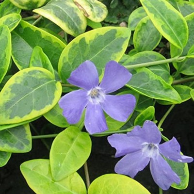 Vinca minor Blue and Gold C2